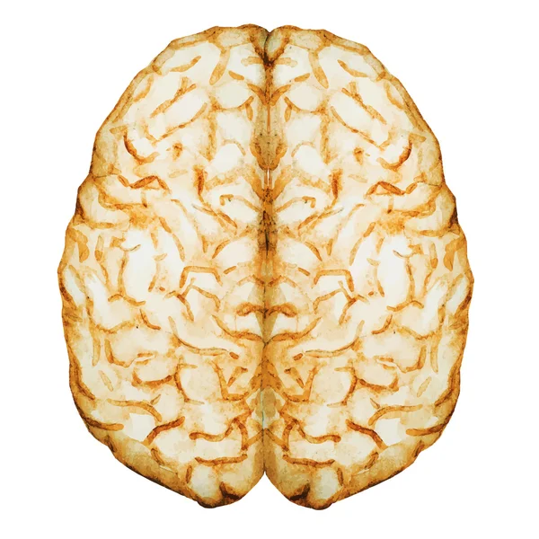 depositphotos_77116447-stock-illustration-watercolor-brain depositphotos_77116447-stock-illustration-watercolor-brain